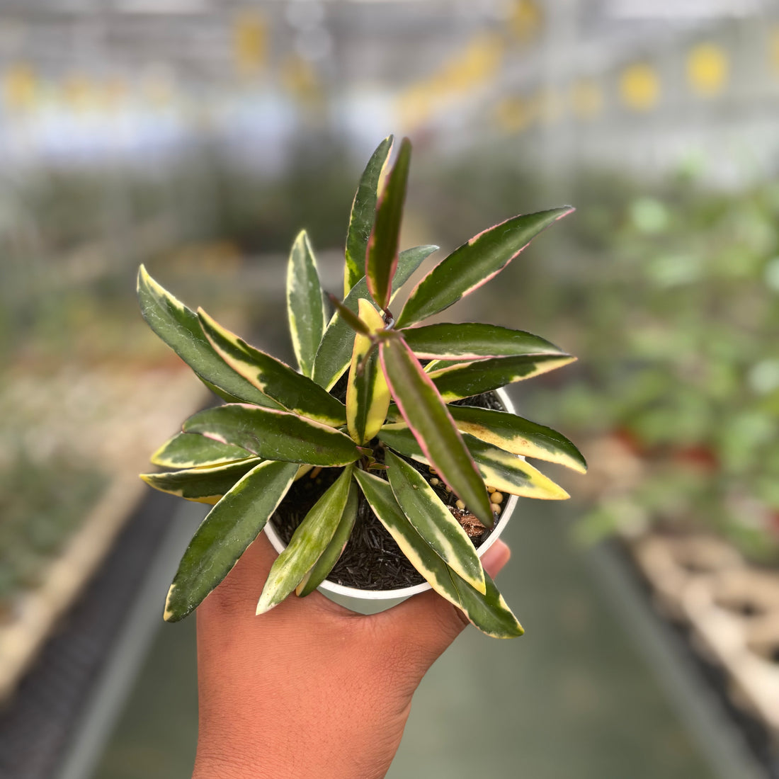 Hoya Wayeti Albomarginata