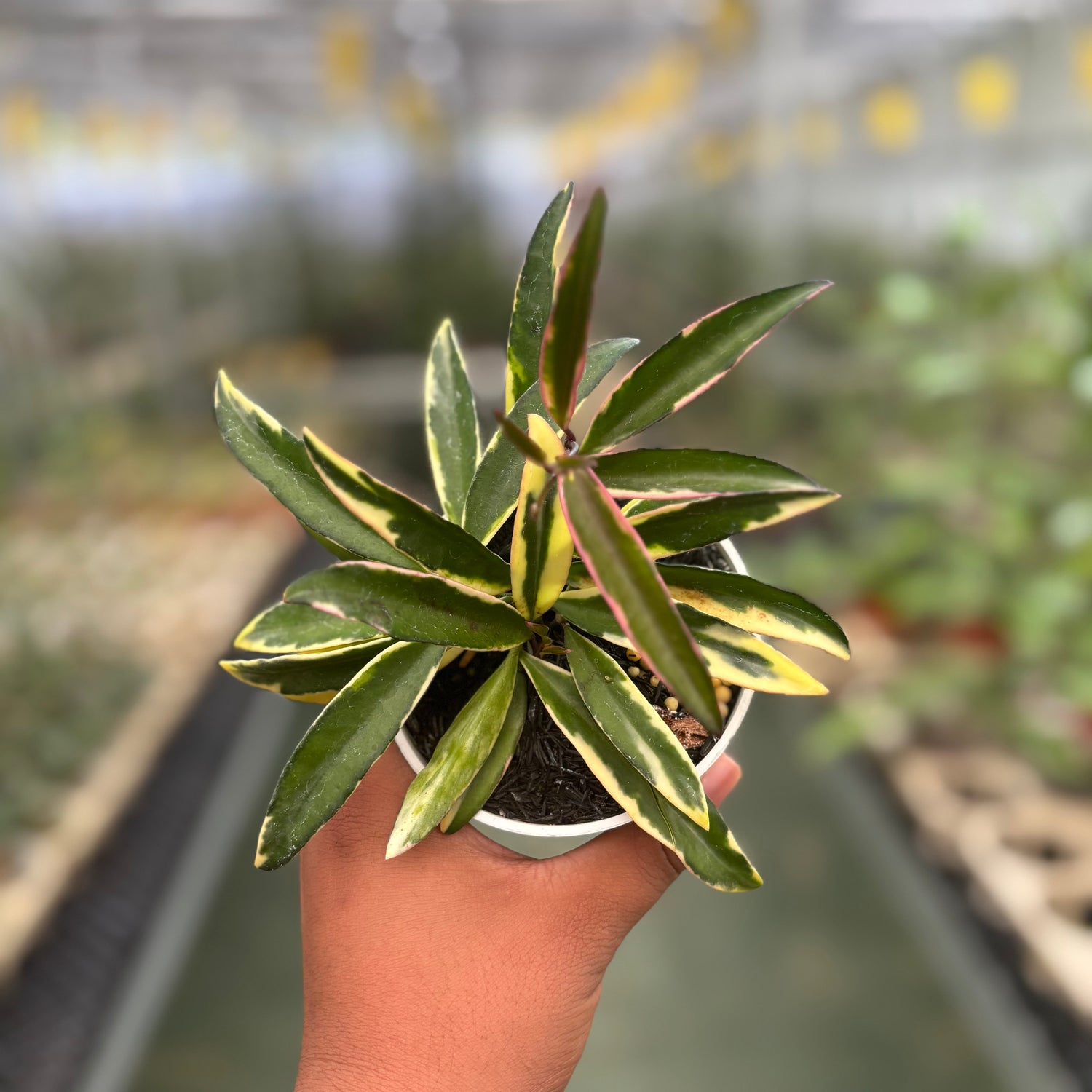 Hoya Wayeti Albomarginata