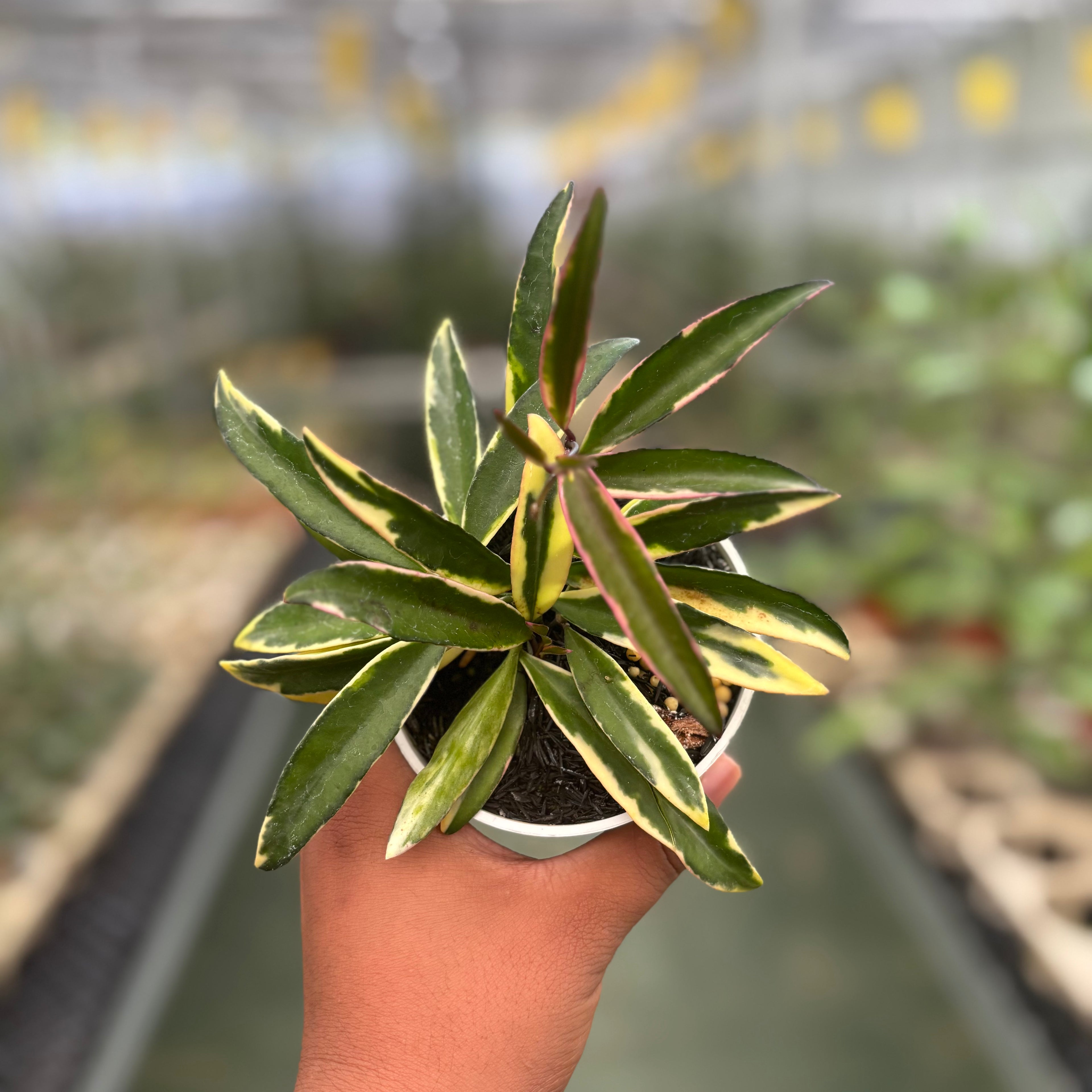 Hoya Wayeti Albomarginata