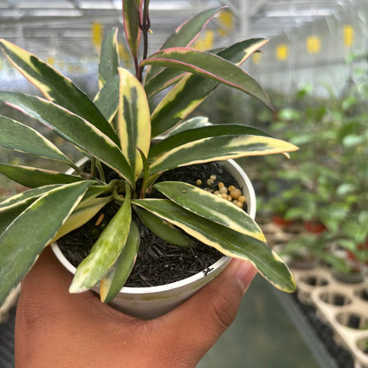 Hoya Wayeti Albomarginata