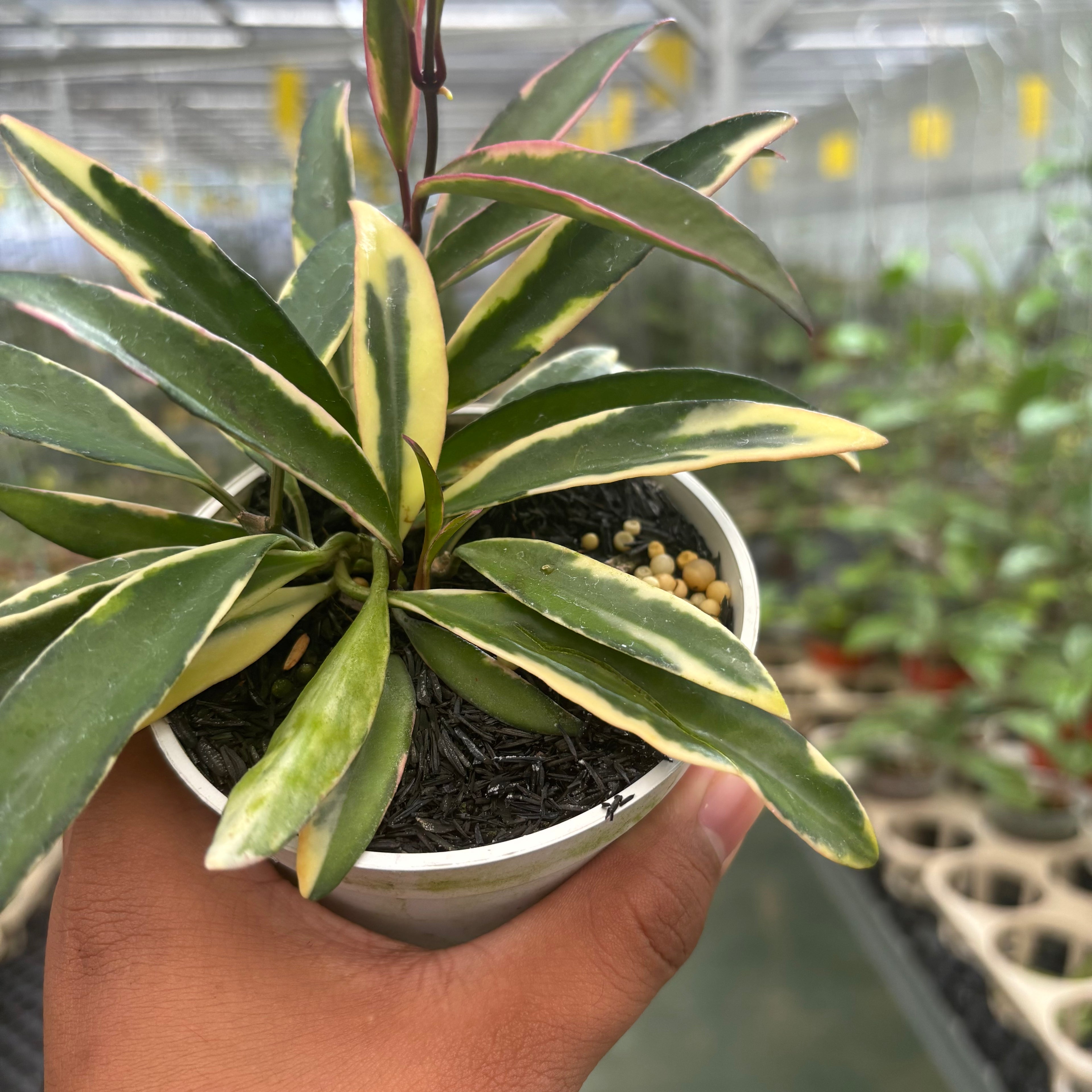 Hoya Wayeti Albomarginata