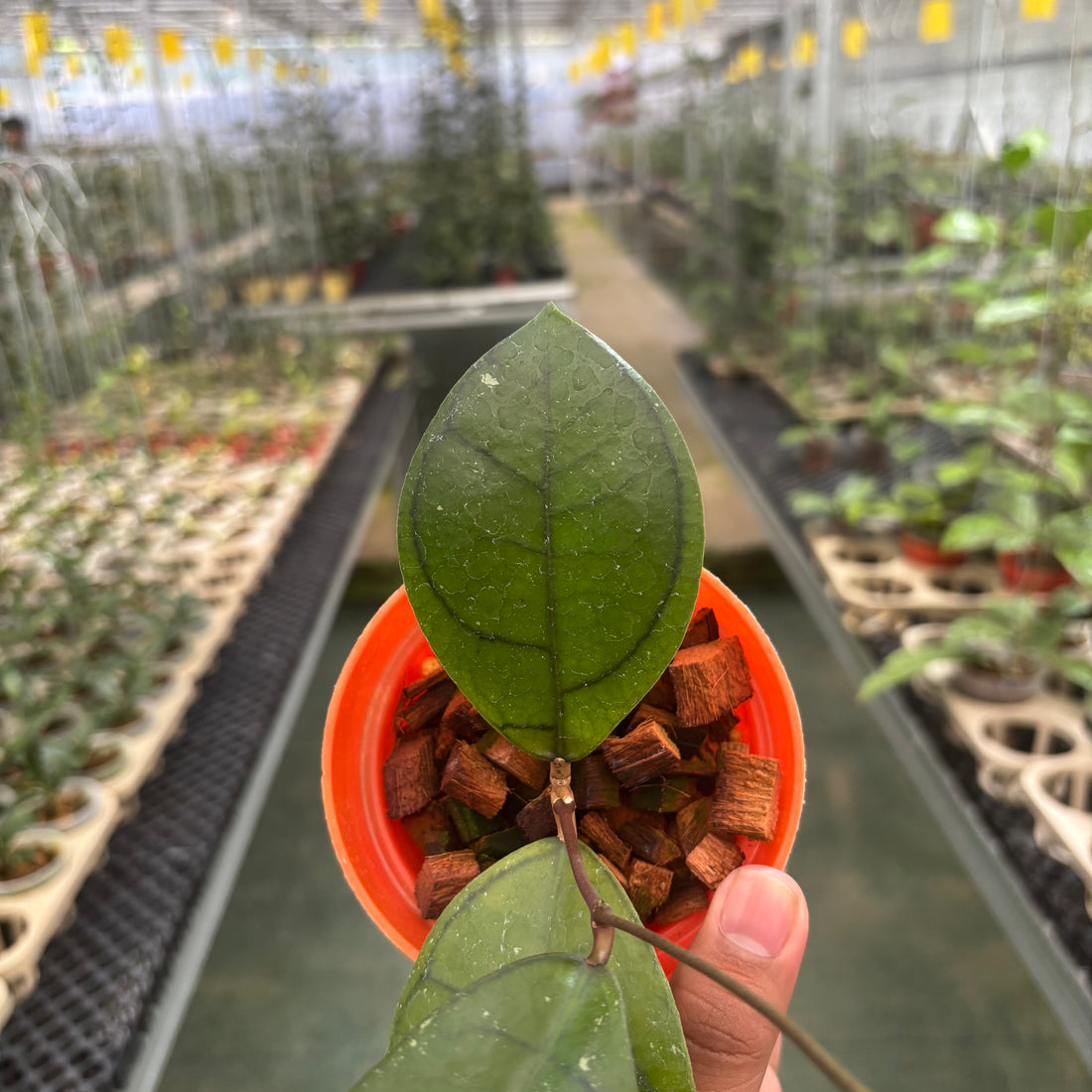 Hoya Calistophylla Veinles