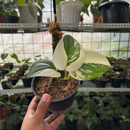 Scindapsus Moonlight Halfmoon