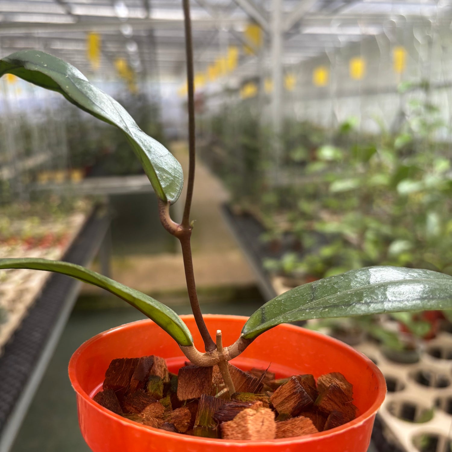 Hoya Calistophylla Veinles