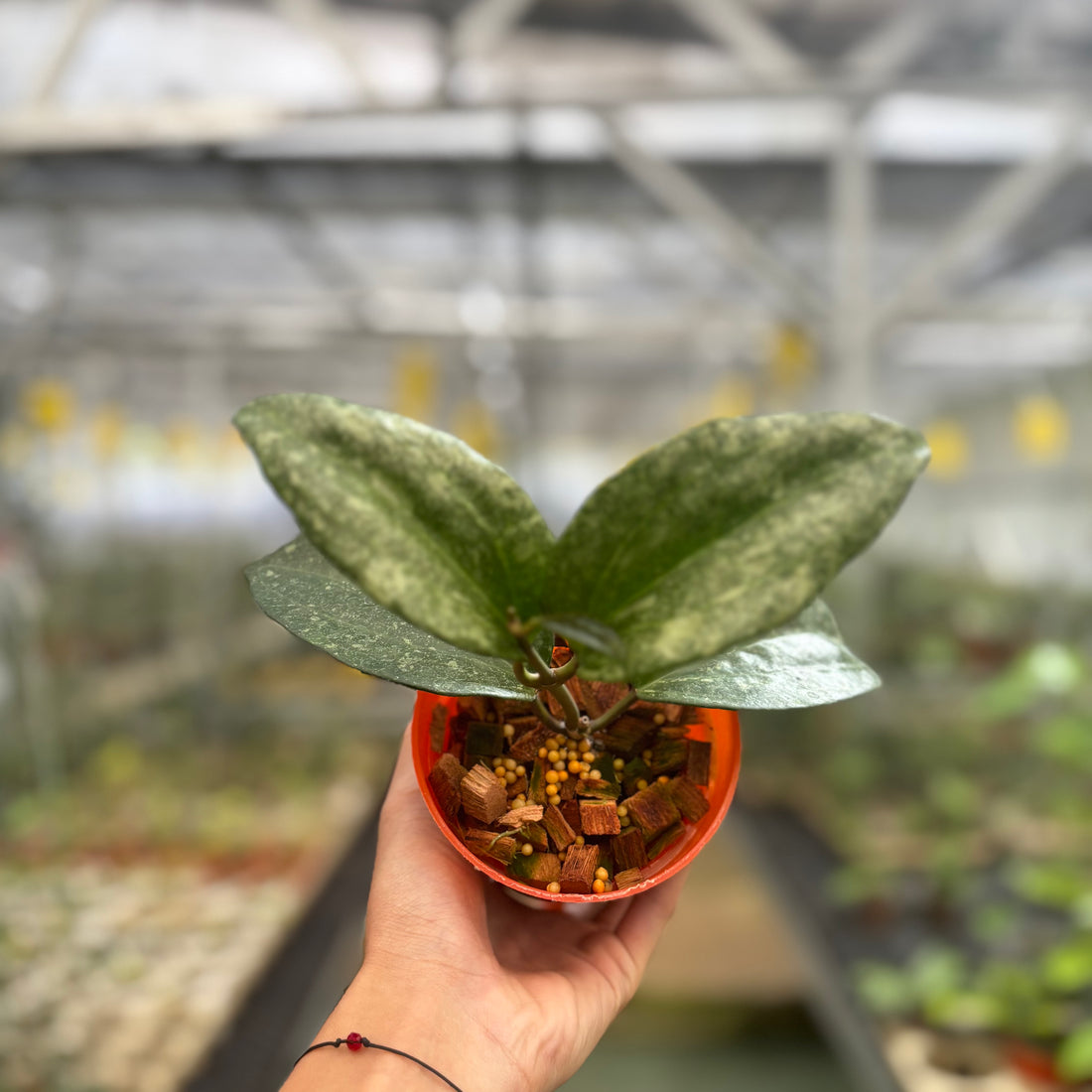 Hoya Machropylla Rimba Perak