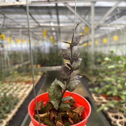 Hoya Lacunosa Black Aurora