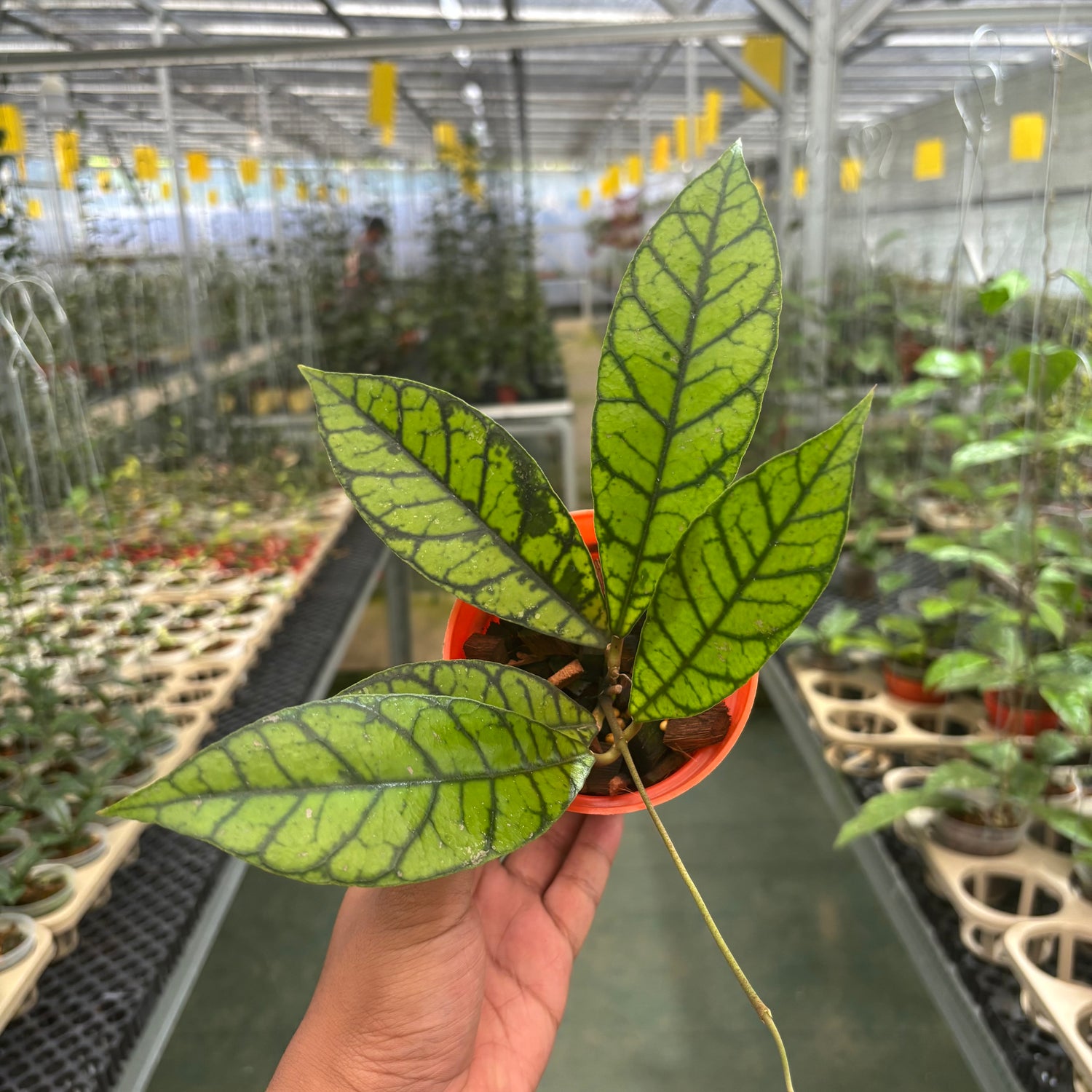 Hoya Calistophylla Zebra