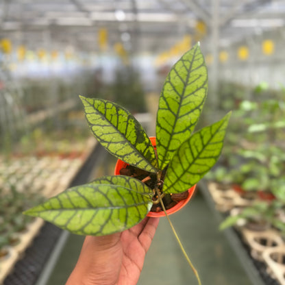 Hoya Calistophylla Zebra