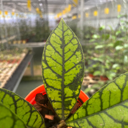 Hoya Calistophylla Zebra