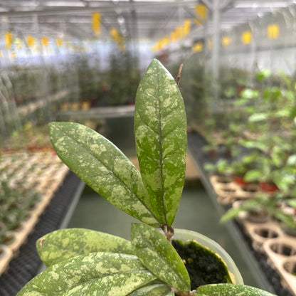 Hoya Finlaysonii Silver