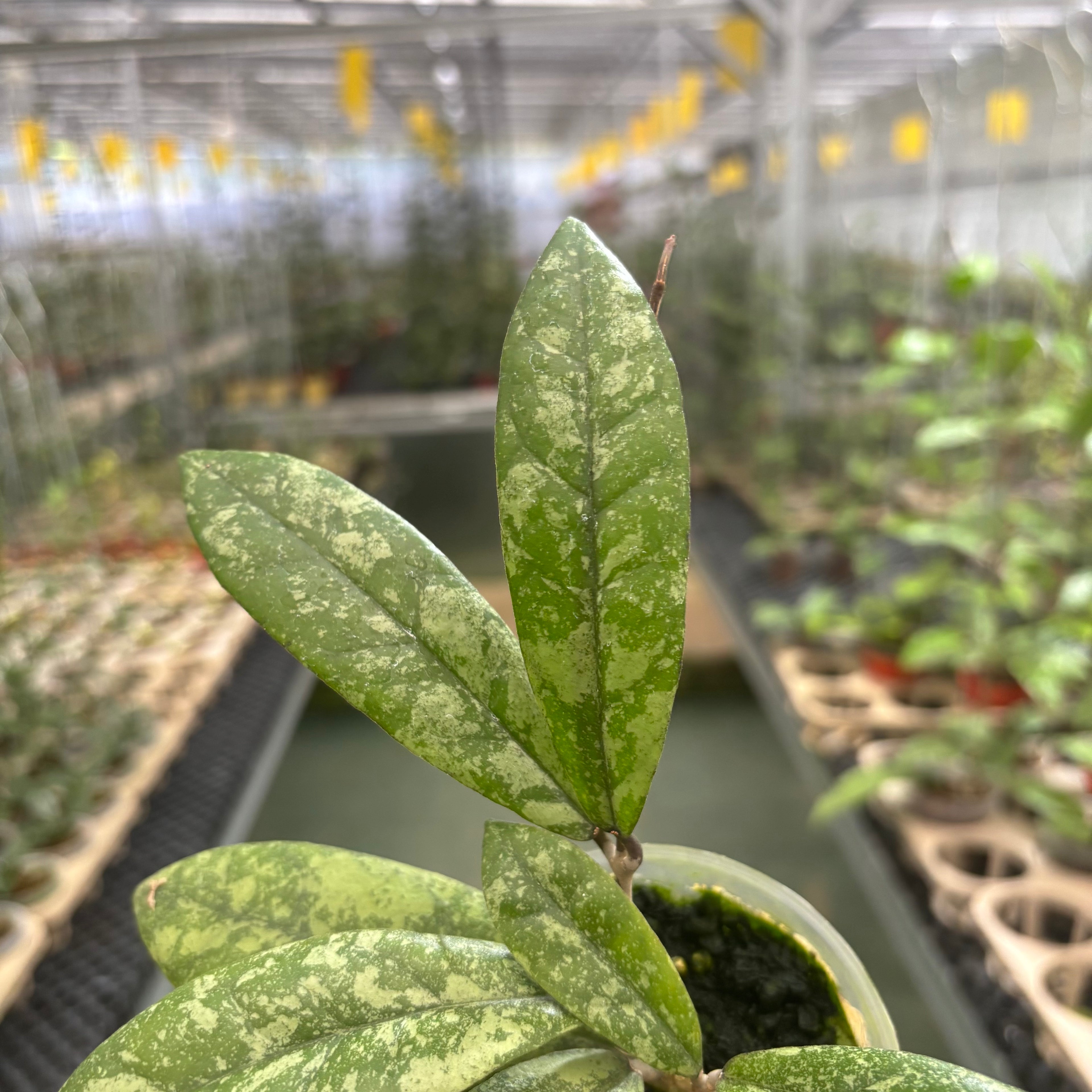 Hoya Finlaysonii Silver