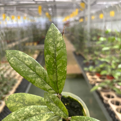 Hoya Finlaysonii Silver