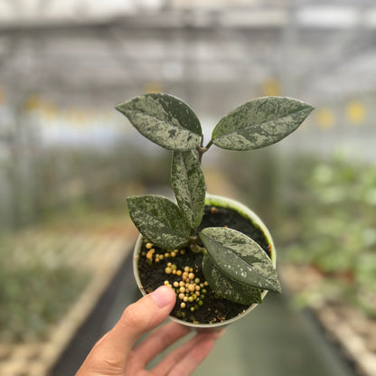 Hoya Carnosa Star Dust