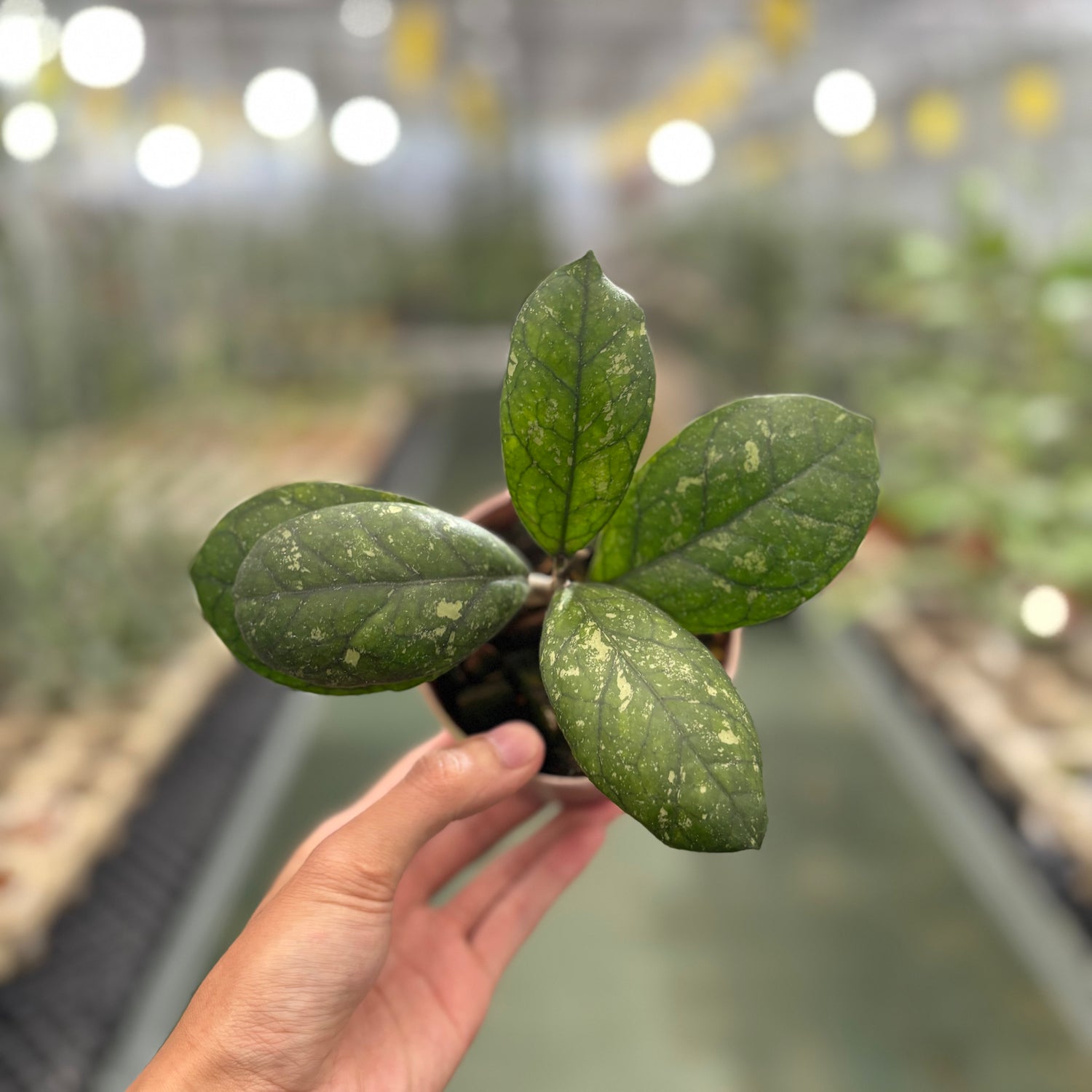 Hoya Larisa Splash
