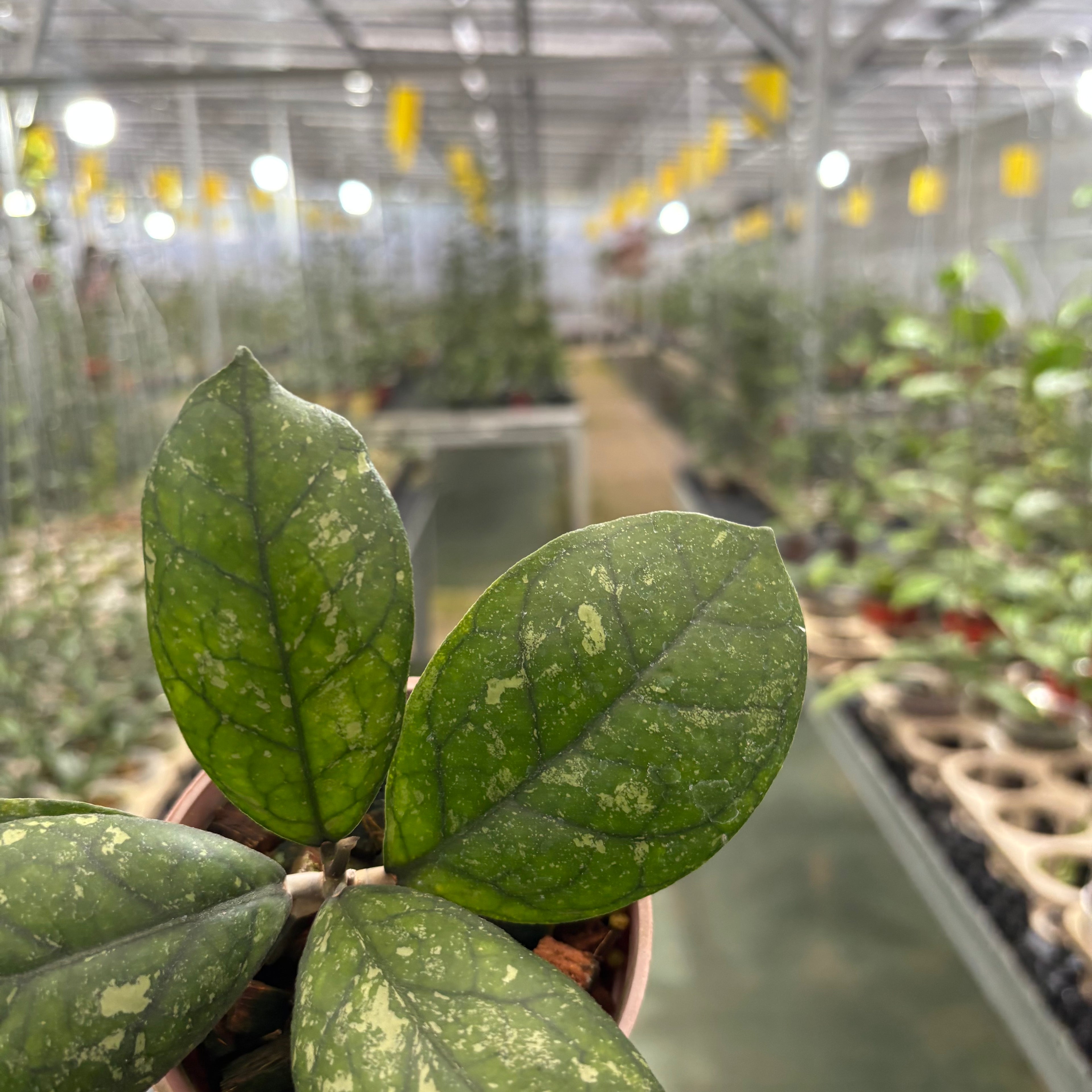 Hoya Larisa Splash
