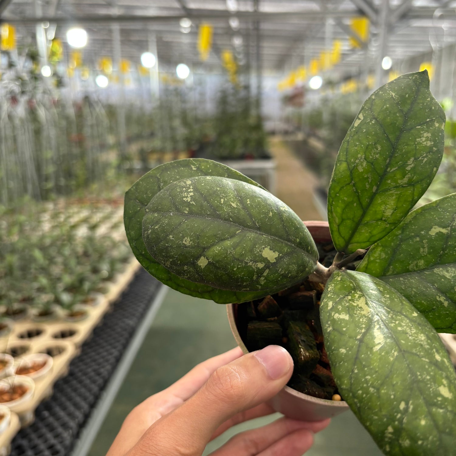 Hoya Larisa Splash
