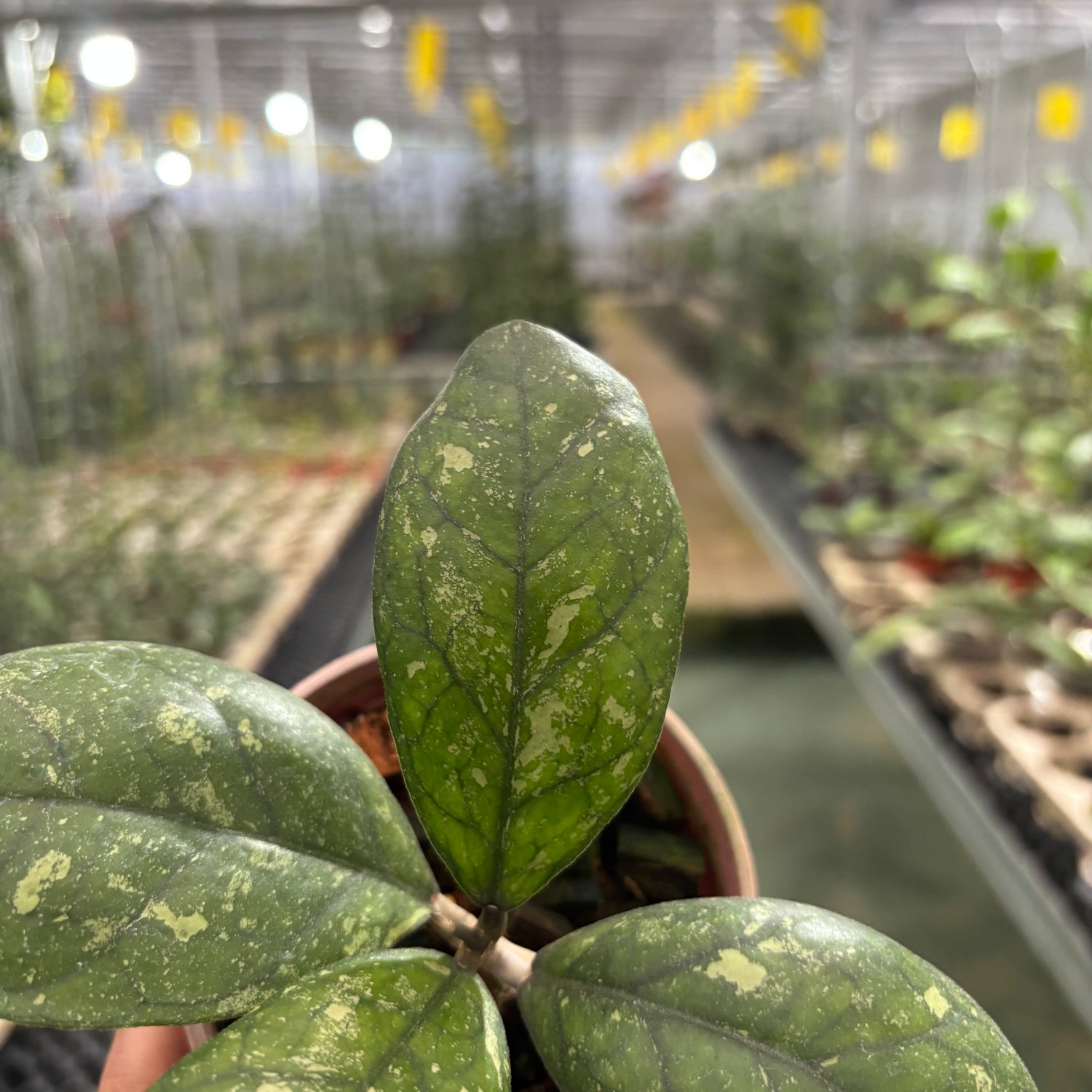 Hoya Larisa Splash