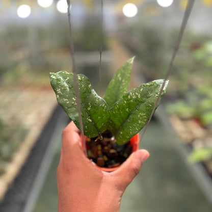 Hoya Sp Aceh Putri Betung