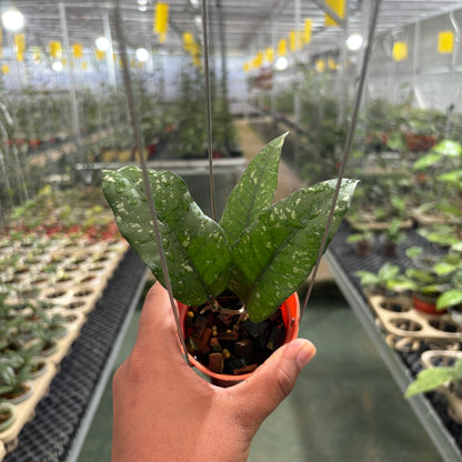 Hoya Sp Aceh Putri Betung