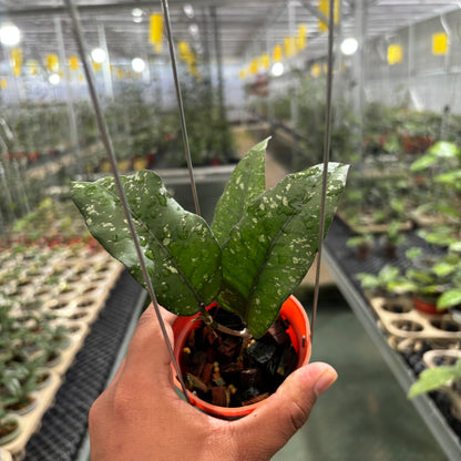 Hoya Sp Aceh Putri Betung