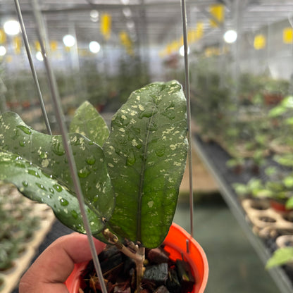 Hoya Sp Aceh Putri Betung