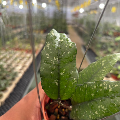 Hoya Sp Aceh Putri Betung