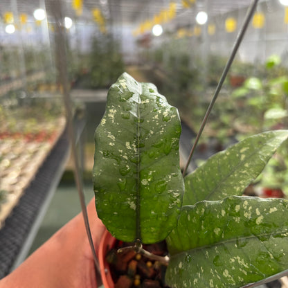 Hoya Sp Aceh Putri Betung