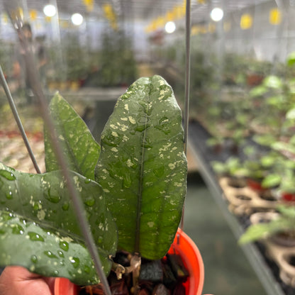 Hoya Sp Aceh Putri Betung