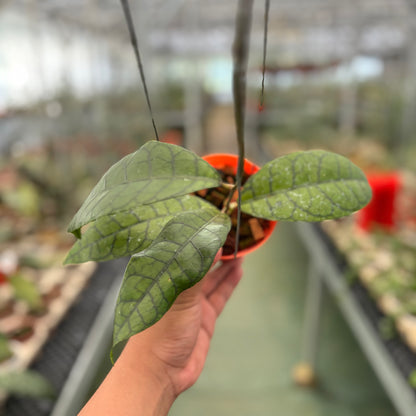 Hoya King Calistophylla