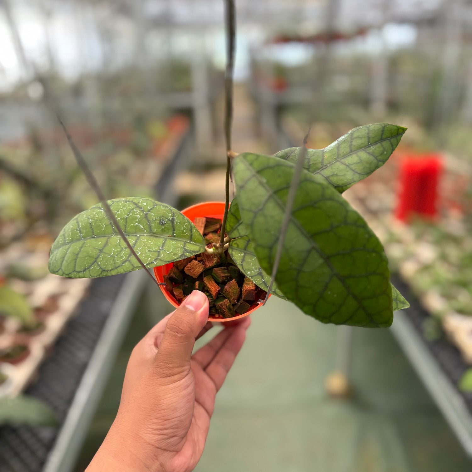 Hoya King Calistophylla