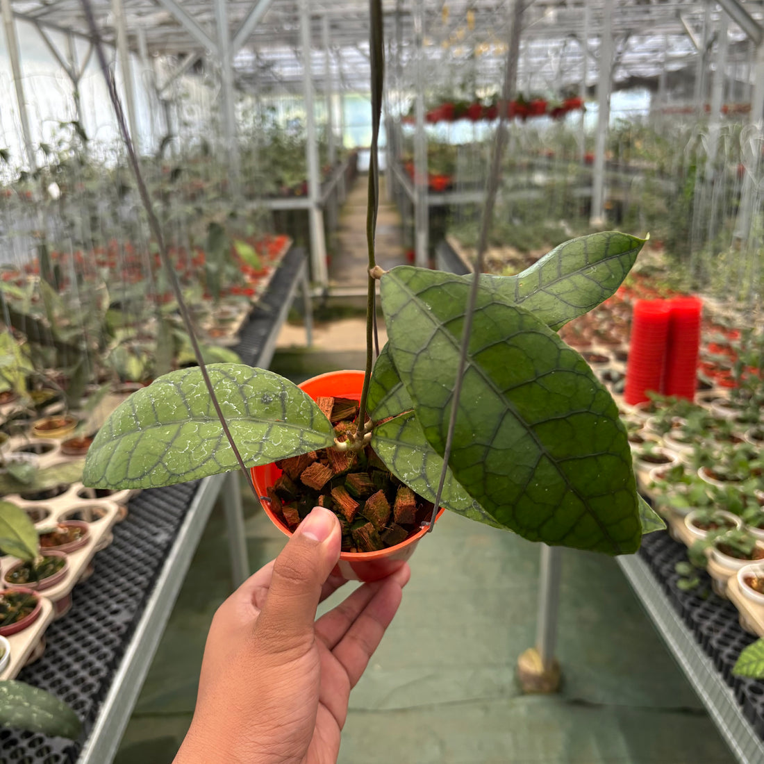 Hoya King Calistophylla