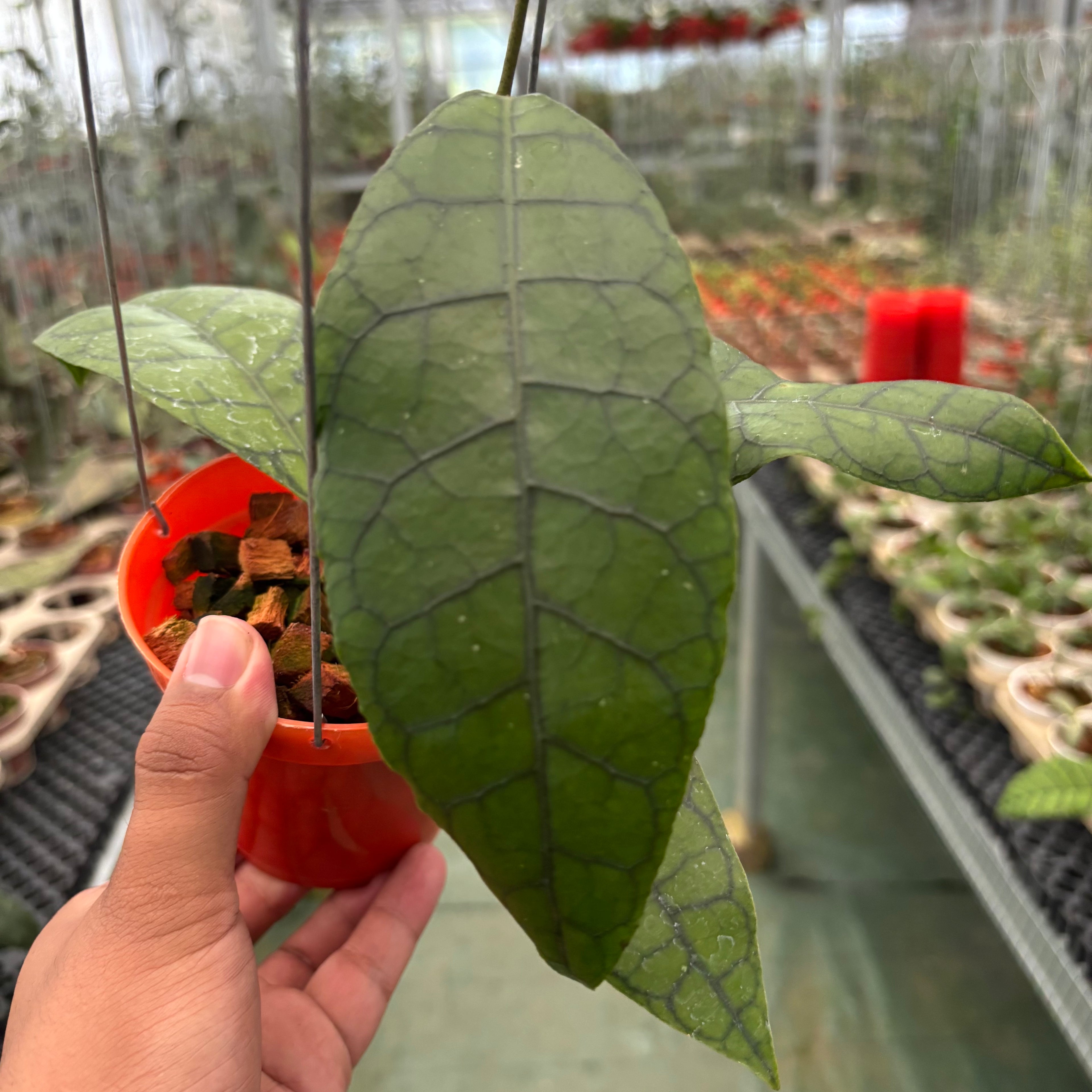 Hoya King Calistophylla