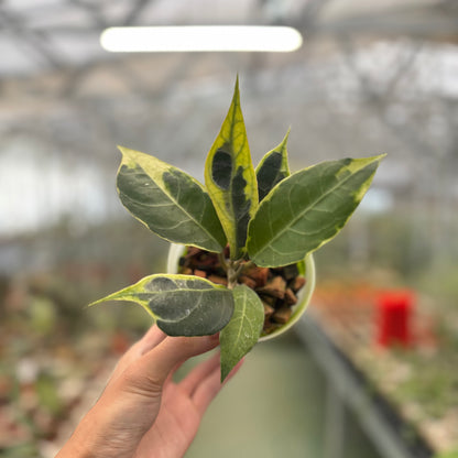 Hoya Verticillata Lampung Albomarginata
