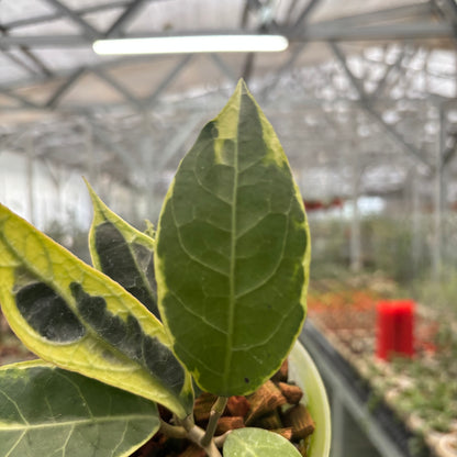 Hoya Verticillata Lampung Albomarginata