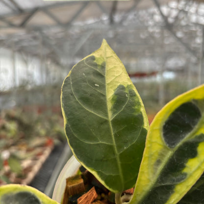 Hoya Verticillata Lampung Albomarginata