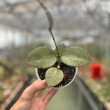 Hoya Parasitica Silver Heart