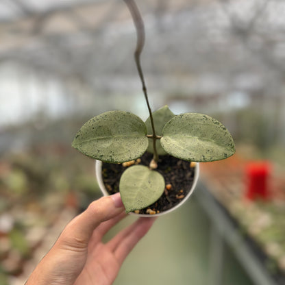 Hoya Parasitica Silver Heart
