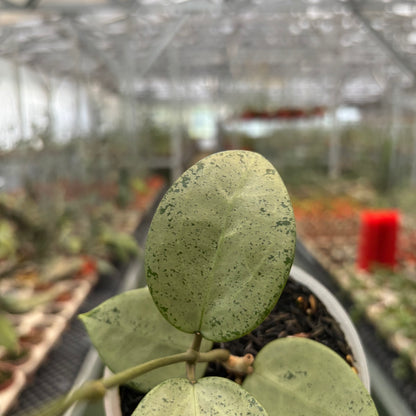 Hoya Parasitica Silver Heart