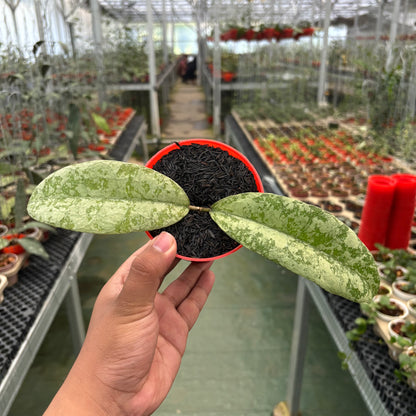 Hoya Slm04 Silver (Clone 1)