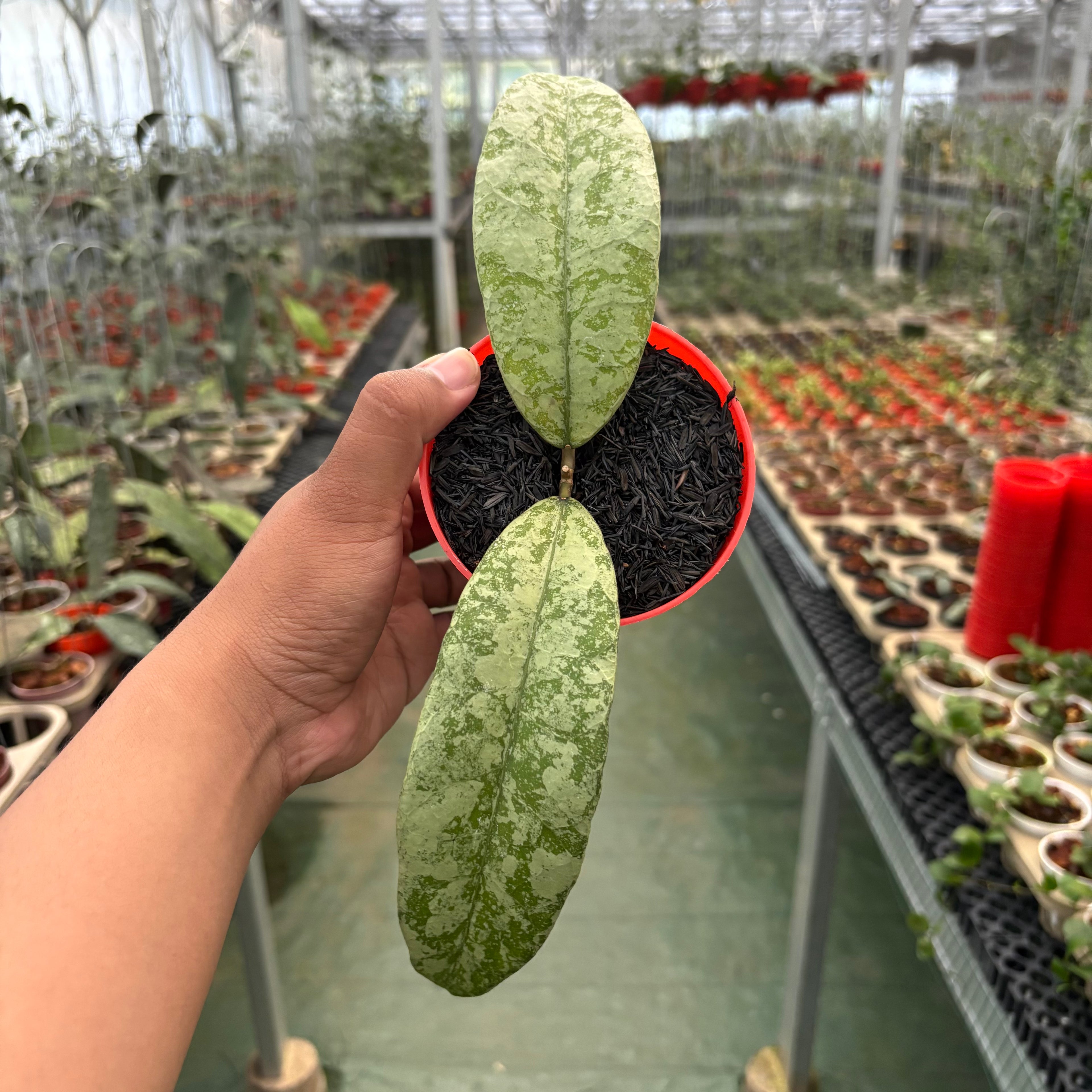 Hoya Slm04 Silver (Clone 1)