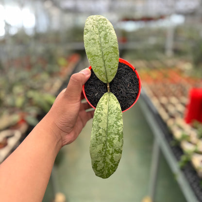 Hoya Slm04 Silver (Clone 1)