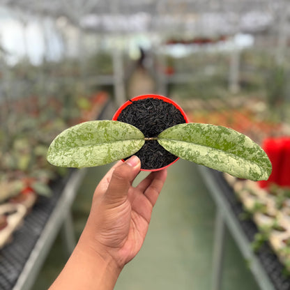 Hoya Slm04 Silver (Clone 1)