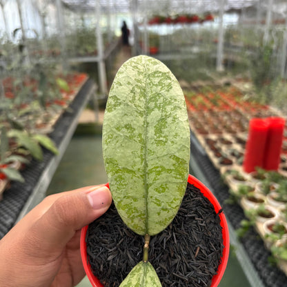Hoya Slm04 Silver (Clone 1)
