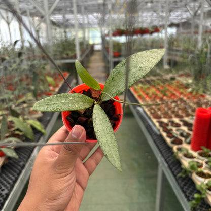 Hoya Sp Bengkulu Silver