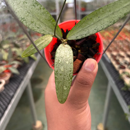 Hoya Sp Bengkulu Silver