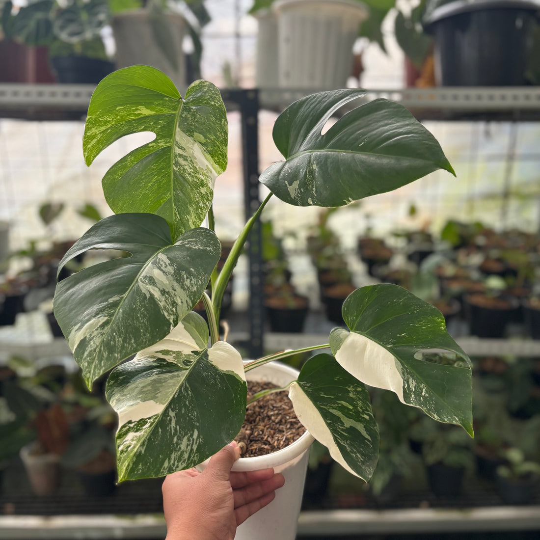 RP39-2 Monstera Albo Variegated