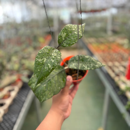 Hoya Sp Aceh Mapu Splash