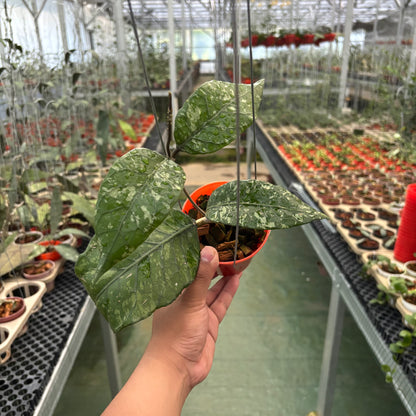 Hoya Sp Aceh Mapu Splash