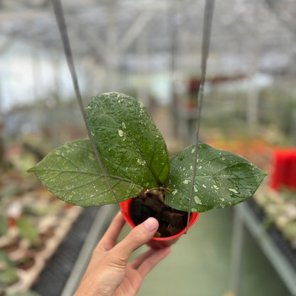 Hoya Sp Aceh Armadillo