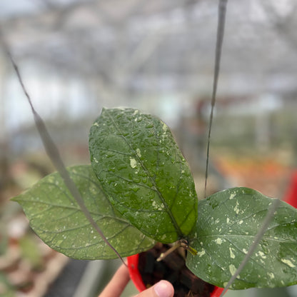 Hoya Sp Aceh Armadillo